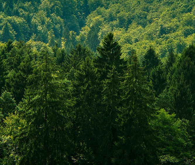 skog for bærekraftige dører